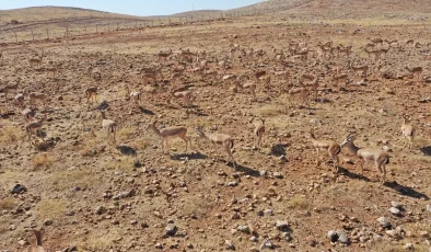 Şanlıurfa’daki Ceylanlar Doğaya Salınacak